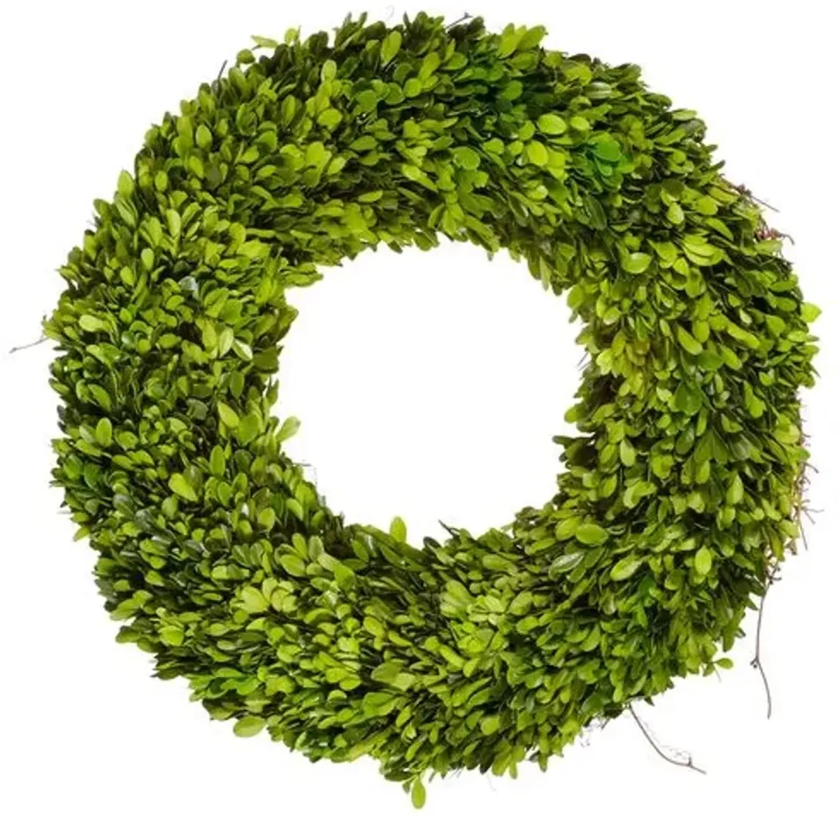 20" Boxwood Wreath - Preserved - Green