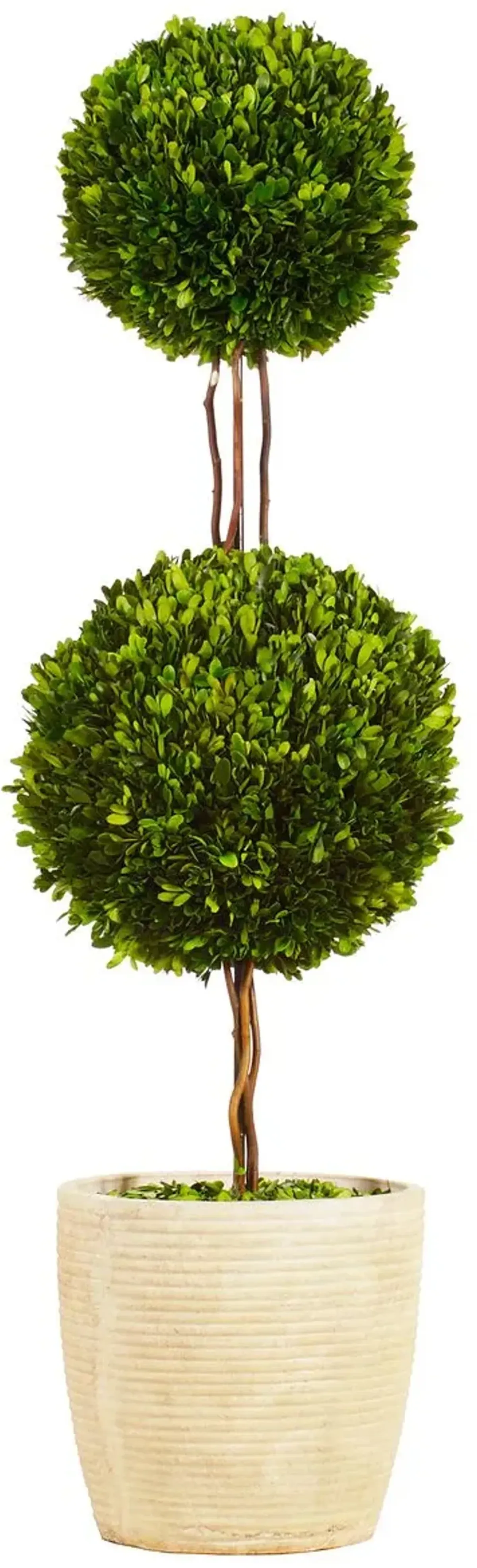 4' Double Topiary in Planter, Preserved