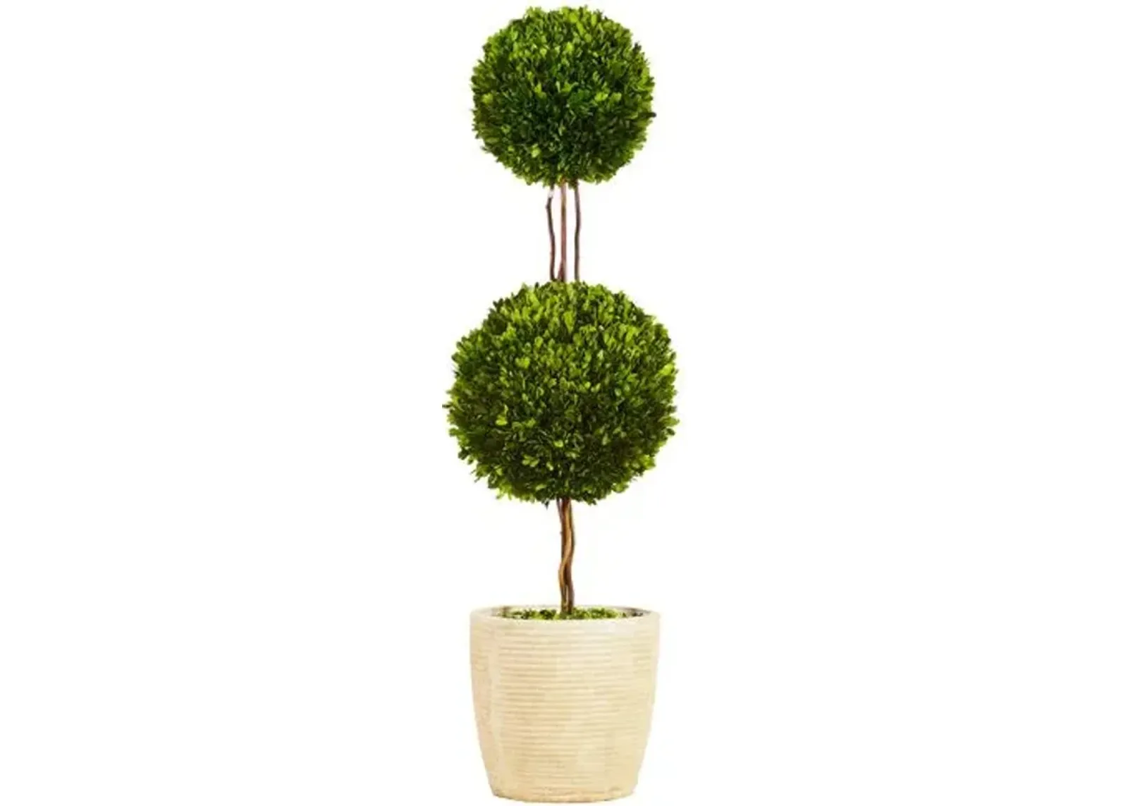 4' Double Topiary in Planter - Preserved - Green - 14" x 14" x 4'