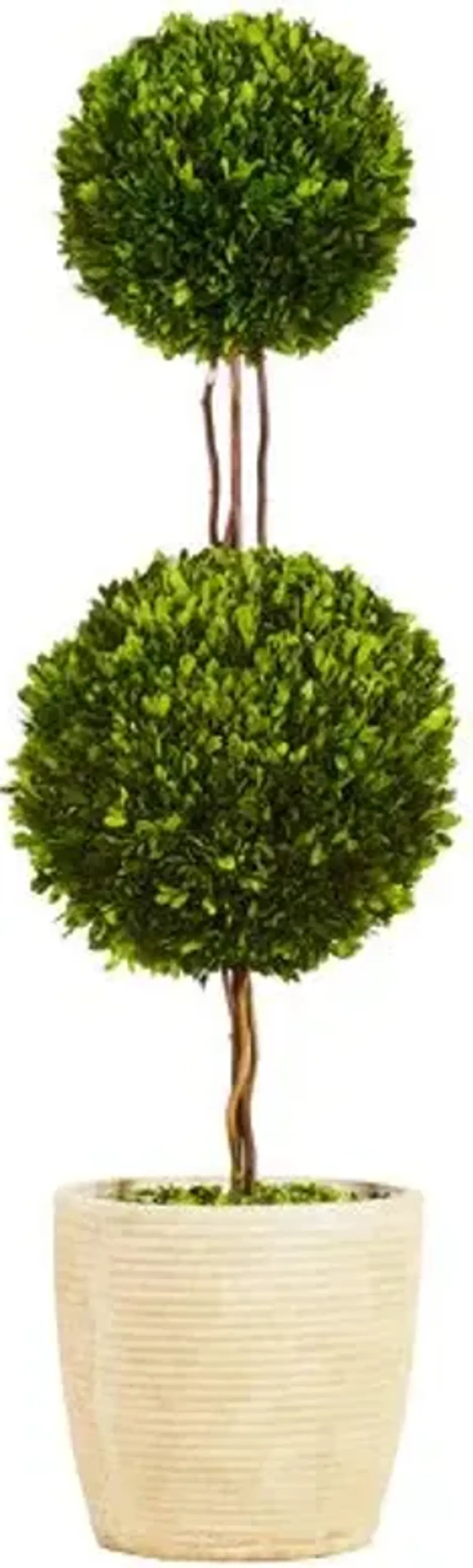 4' Double Topiary in Planter - Preserved - Green - 14" x 14" x 4'