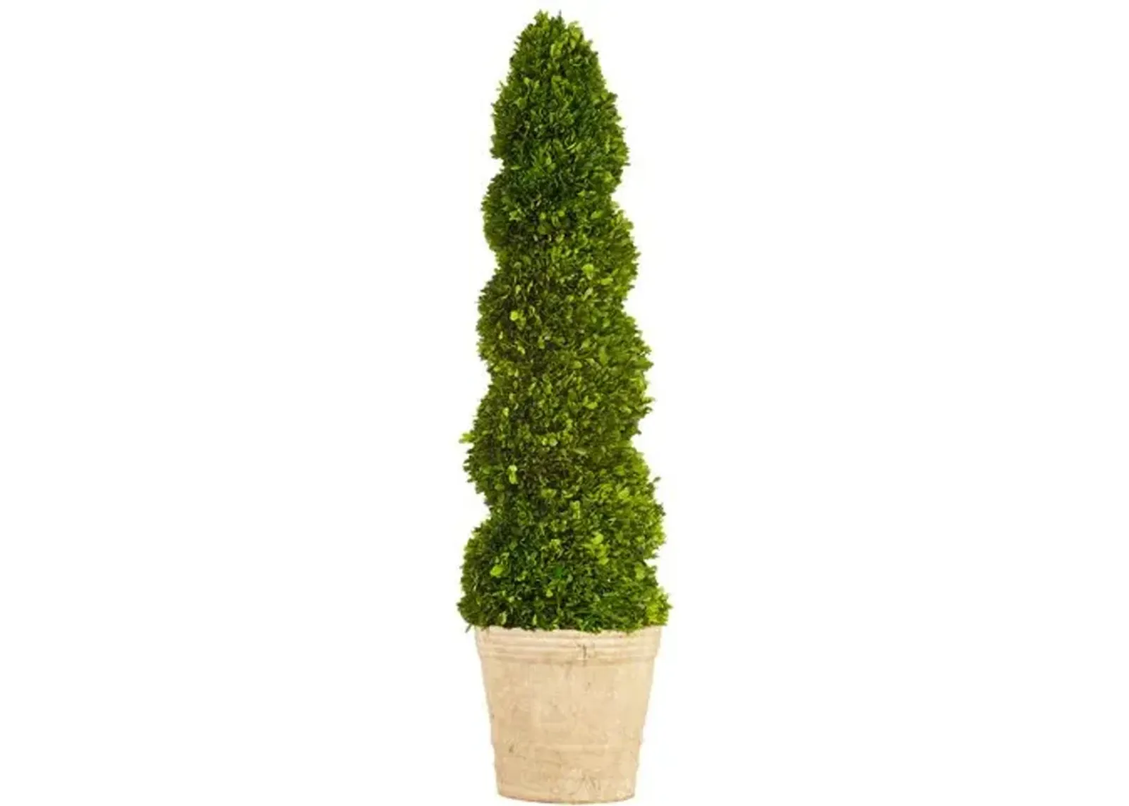 4' Boxwood Topiary in Planter - Preserved - Green - 13" x 13" x 4'