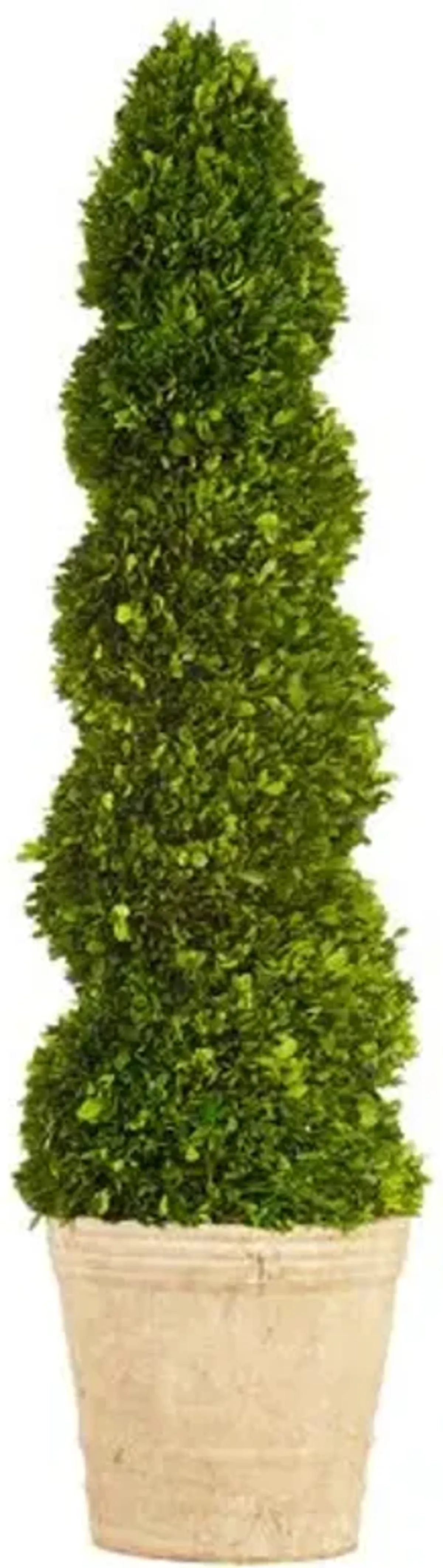 4' Boxwood Topiary in Planter - Preserved - Green - 13" x 13" x 4'