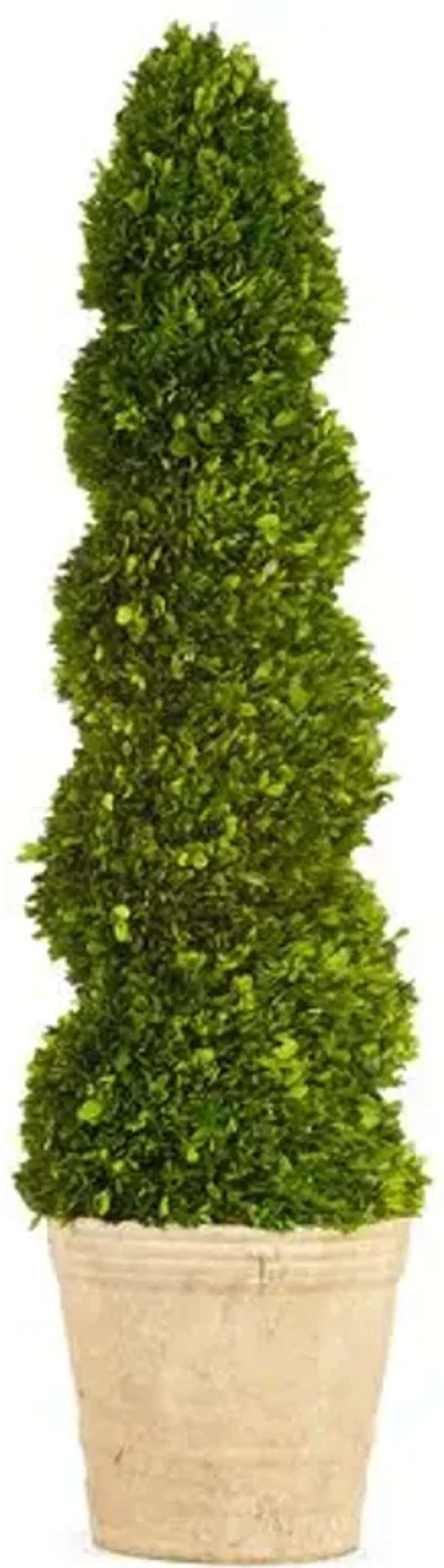 4' Boxwood Spiral Topiary - Preserved - Green