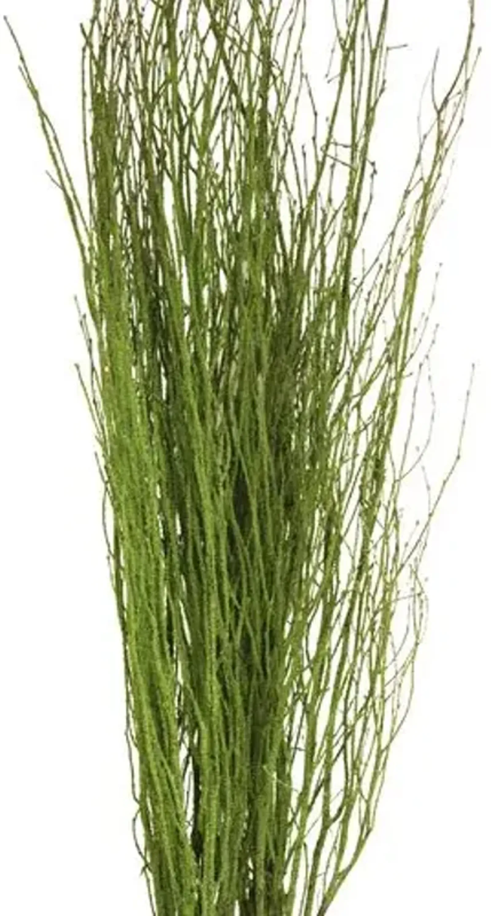 Set of 30 Moss-Coated Birch Branches - Dried - Knud Nielsen Company - Green