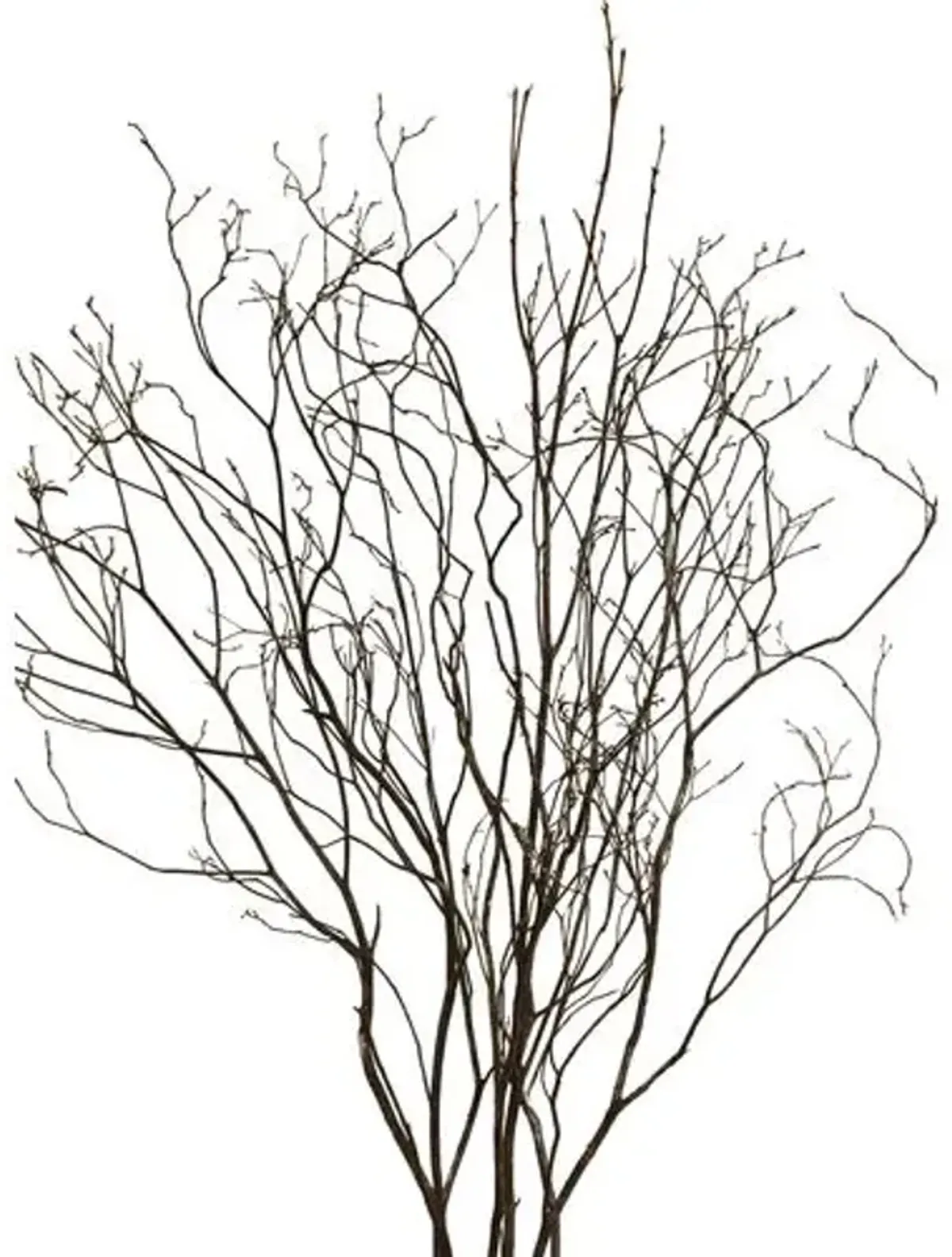 Set of 6 Mountain-Laurel Branches - Dried - Knud Nielsen Company - Black