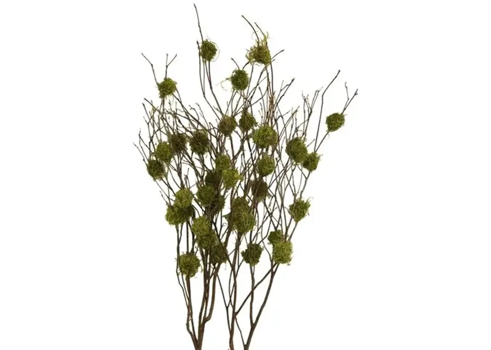 Set of 4 Mountain-Laurel Branches - Dried - Knud Nielsen Company - Green