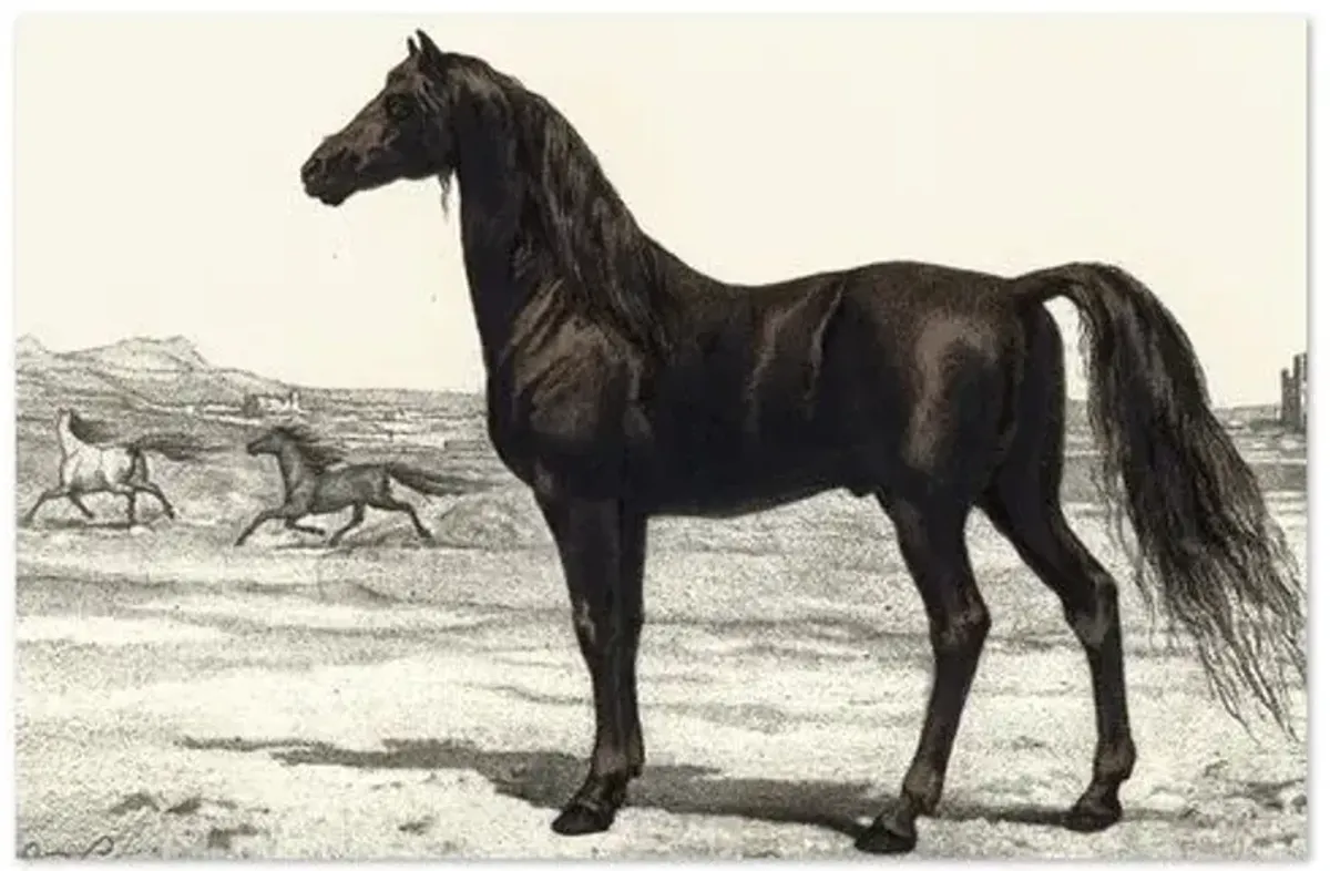 Horse - 1849 - Ivory