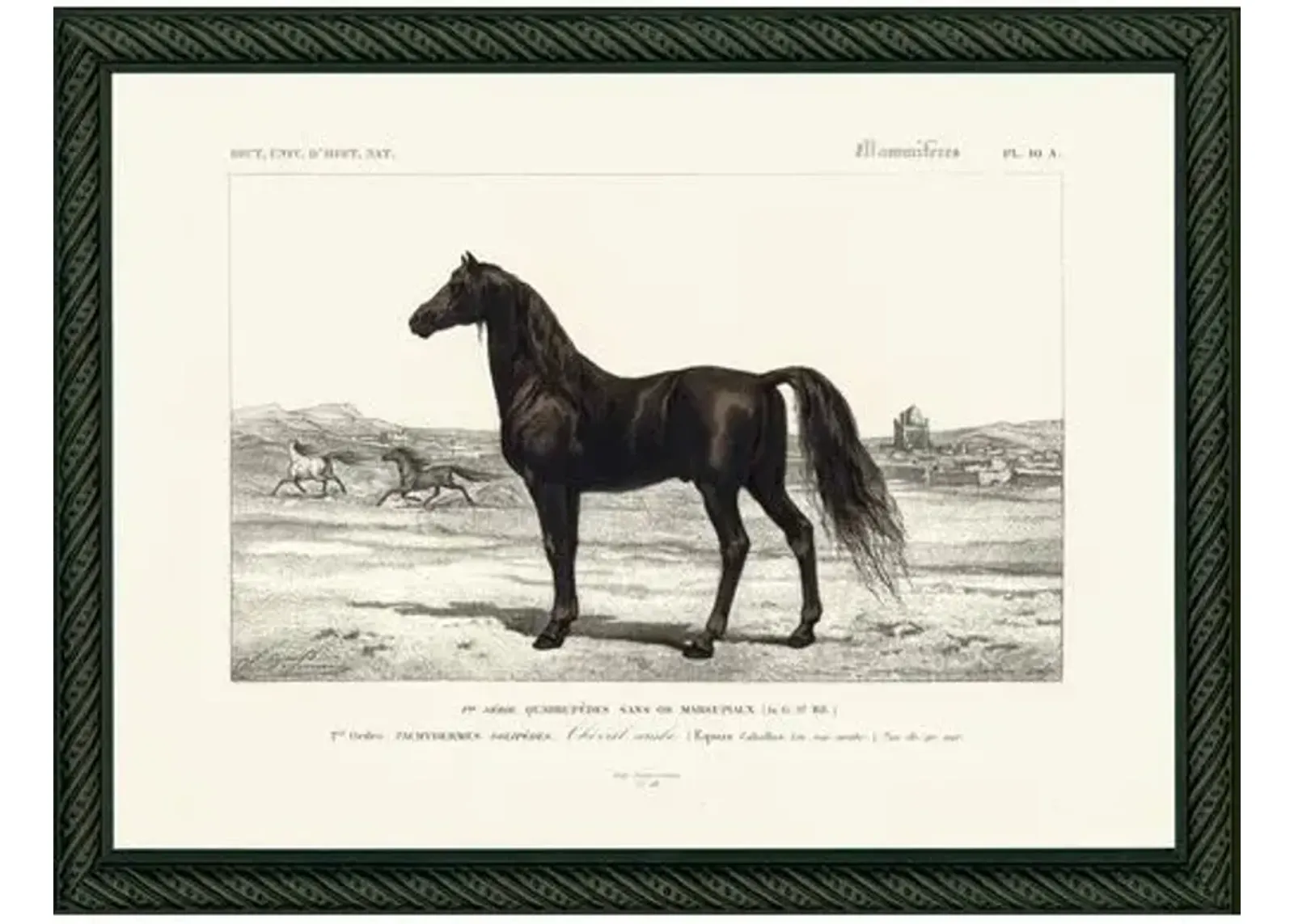 Horse - 1849 - Ivory