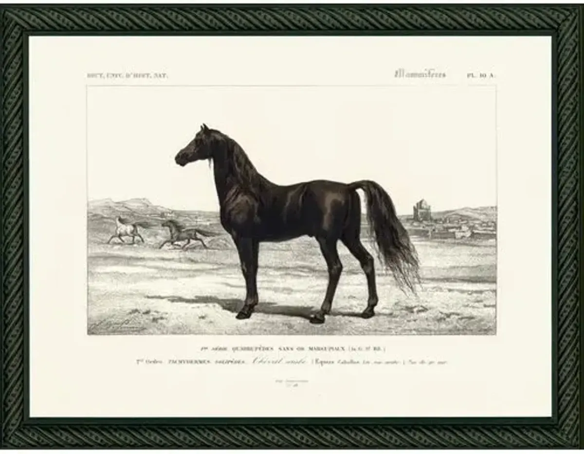 Horse - 1849 - Ivory