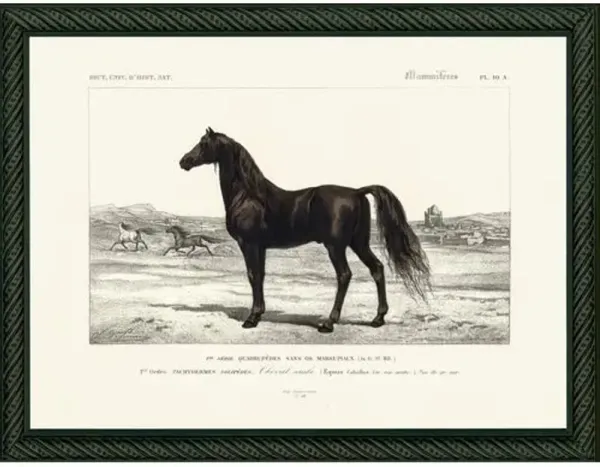 Horse - 1849 - Ivory