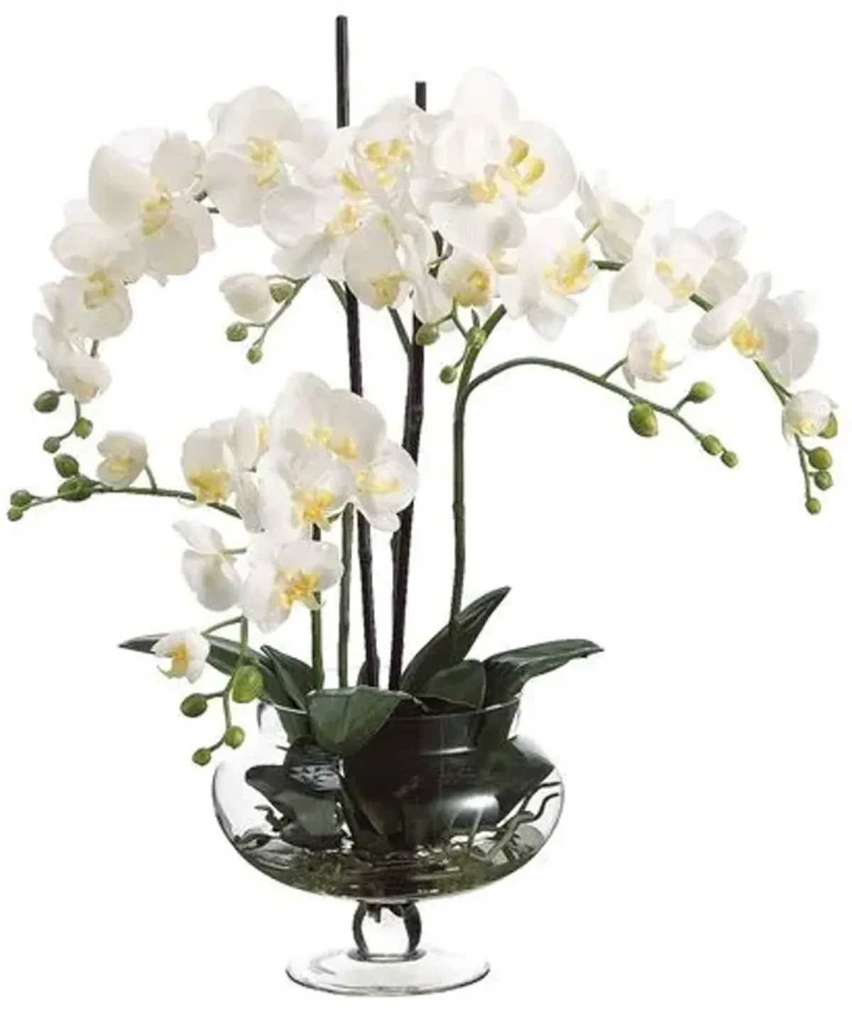 25" Phalaenopsis in Jar - Faux - Ivory