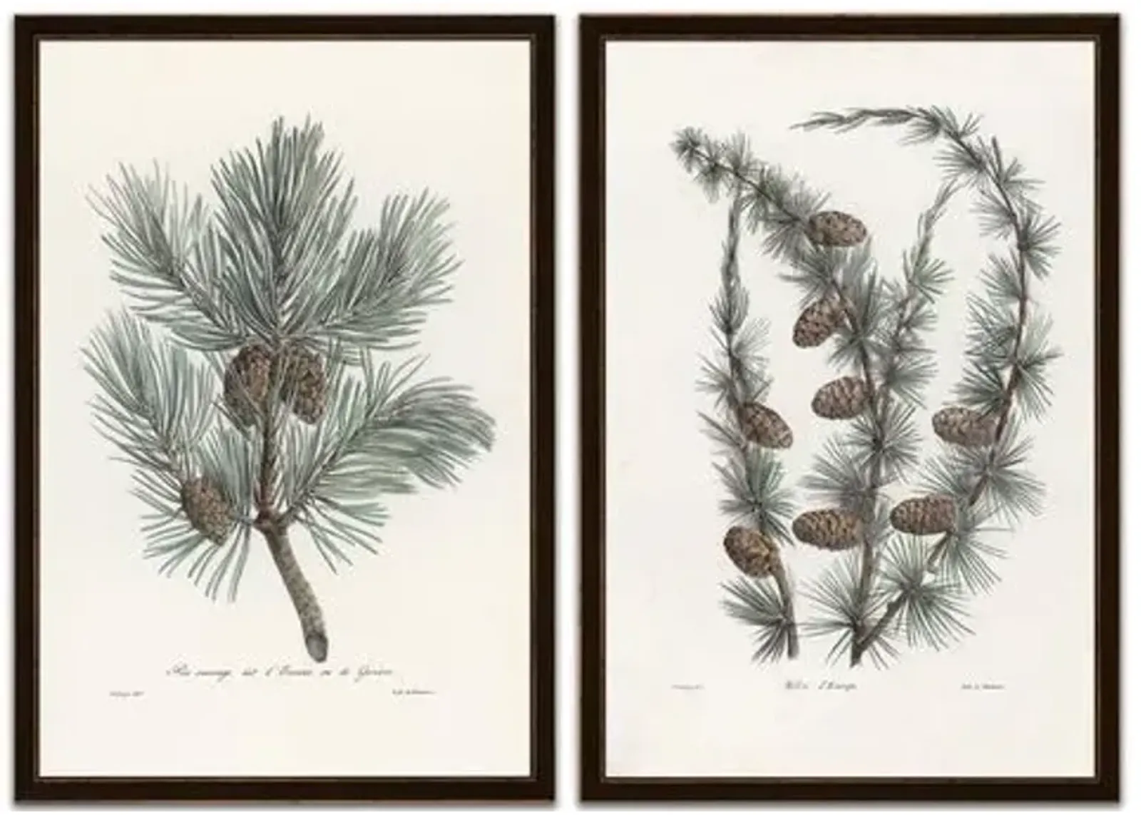 Pine Tree With Pinecones - Soicher Marin - Ivory