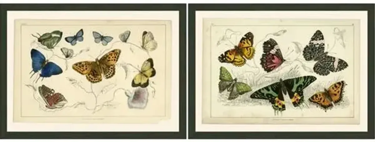 Multi-butterflies Pair - Ivory