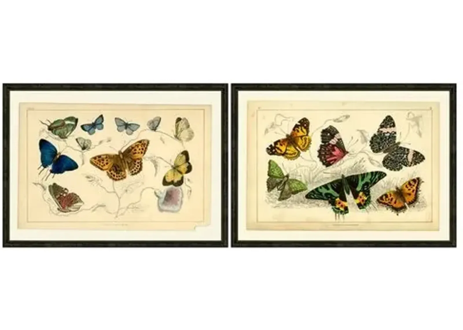 Multi-butterflies Pair - Ivory