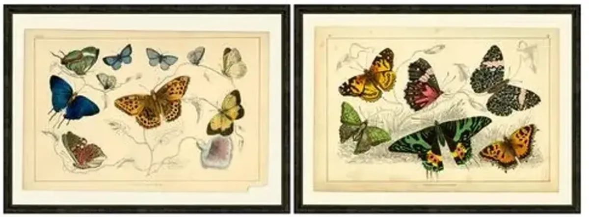 Multi-butterflies Pair - Ivory