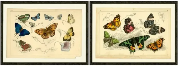 Multi-butterflies Pair