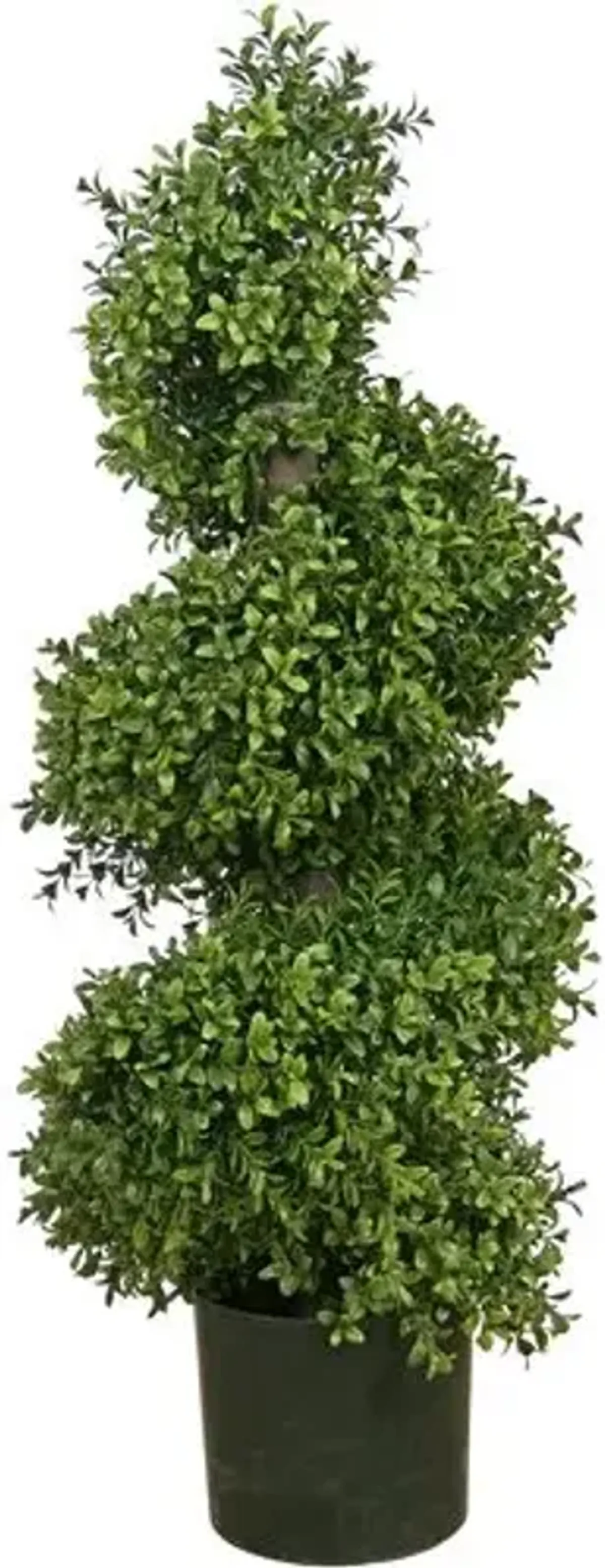 Boxwood Spiral Tree - Green