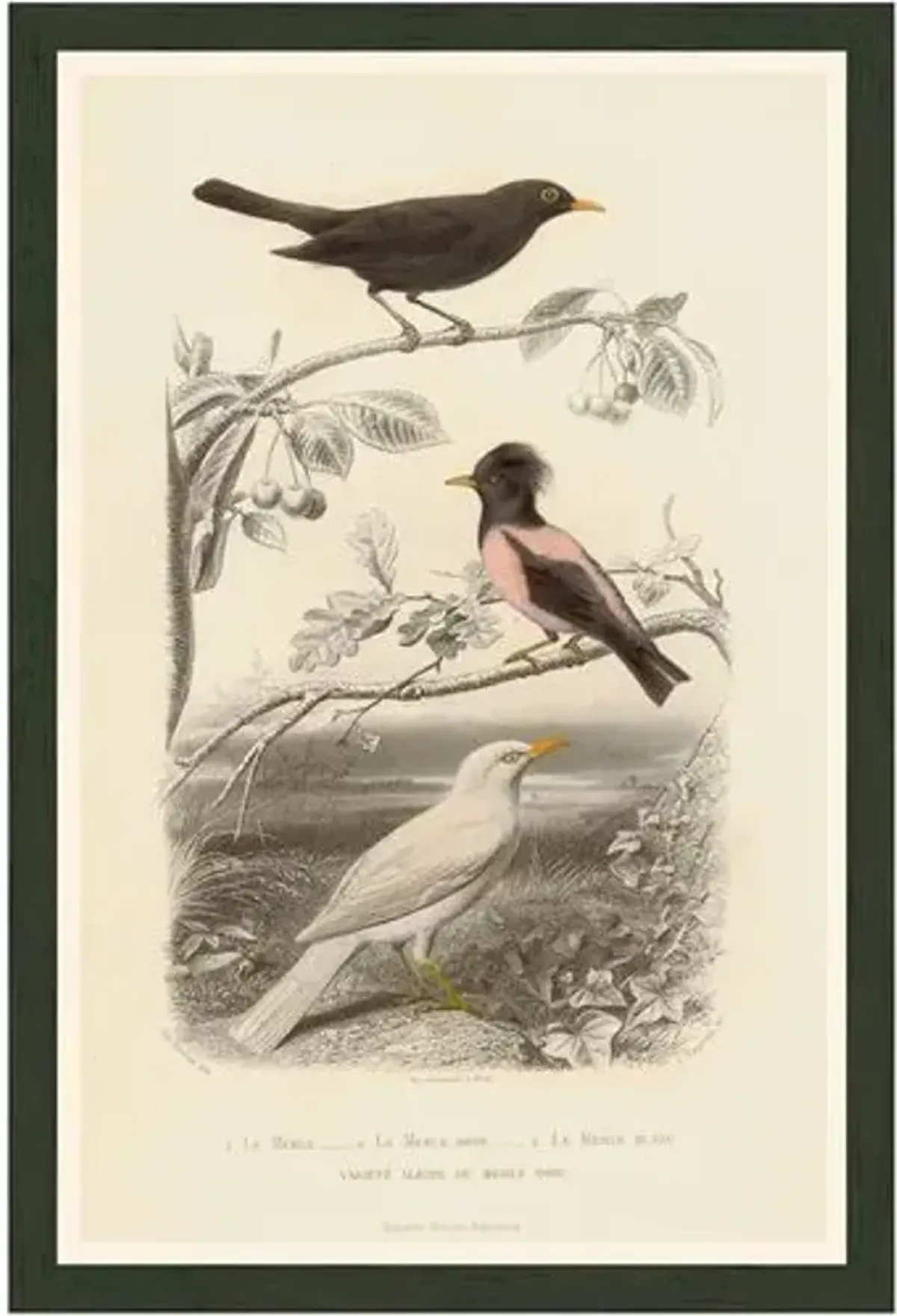 Pink Bird - Le Merle Rose - 1850 - Ivory