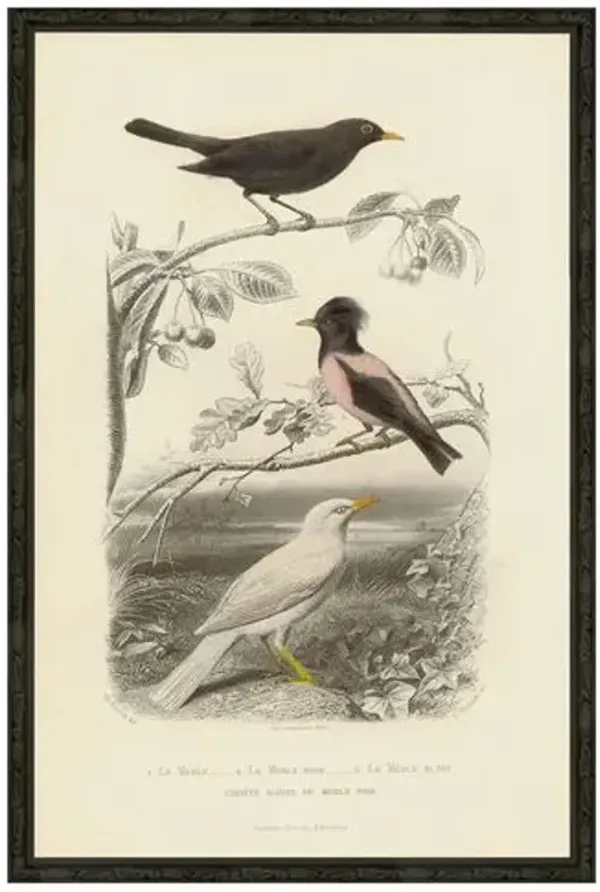 Pink Bird - Le Merle Rose - 1850 - Ivory