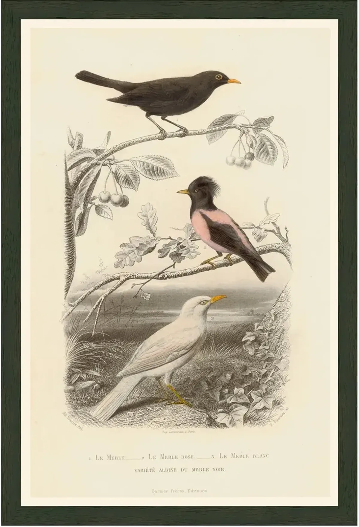 Pink Bird - Le Merle Rose, 1850