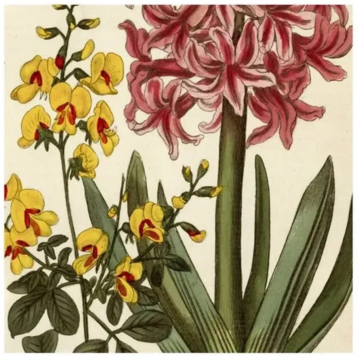 Pink Hyacinth & Yellow Narcissus - 1810 - Ivory