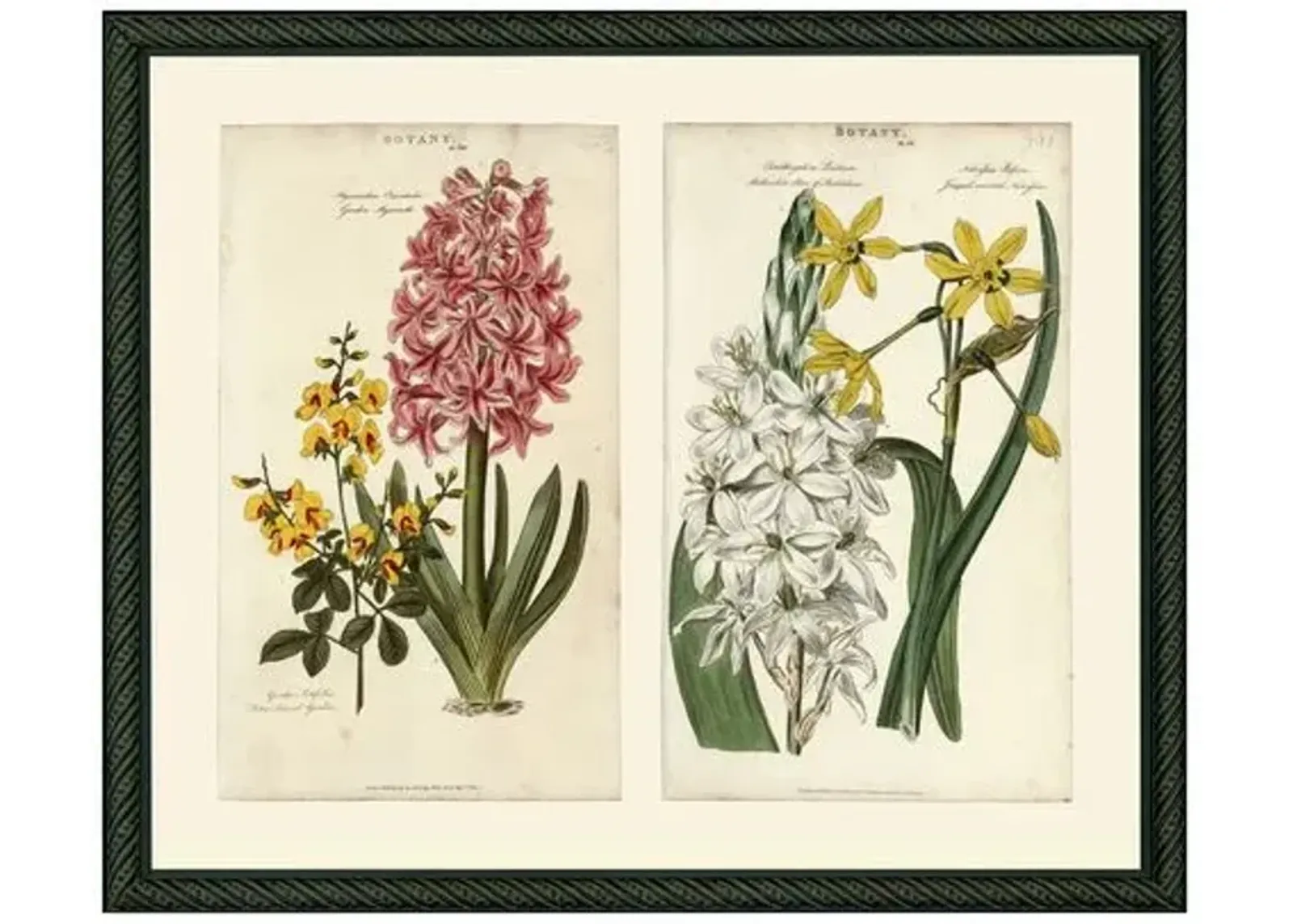 Pink Hyacinth & Yellow Narcissus - 1810 - Ivory