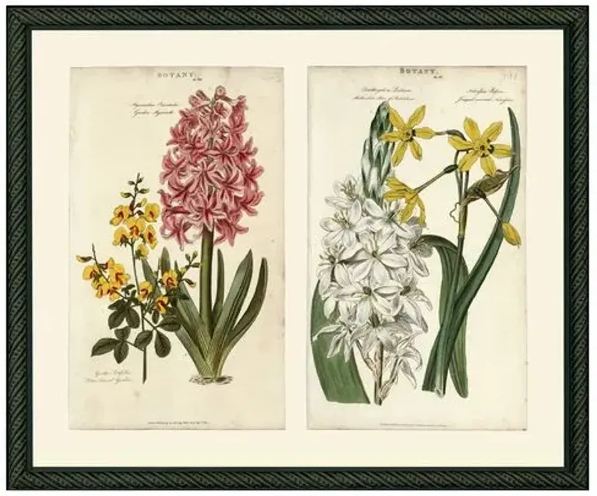 Pink Hyacinth & Yellow Narcissus - 1810 - Ivory