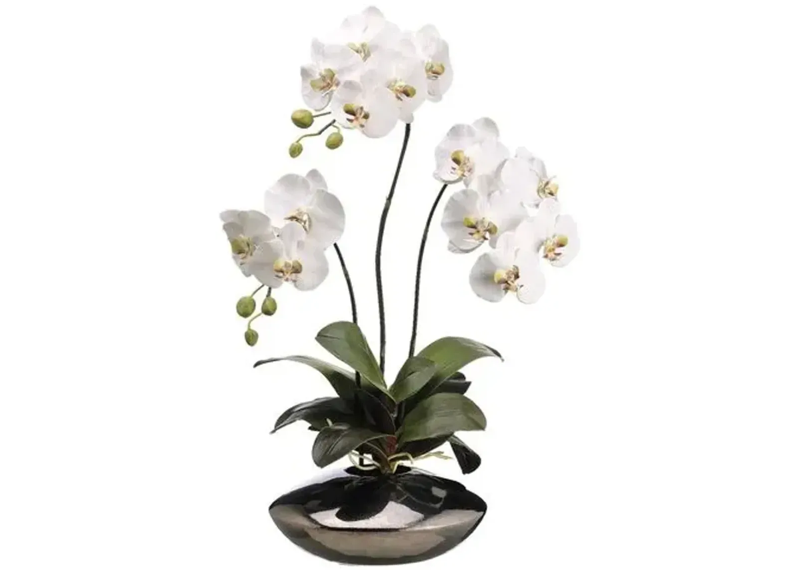 31" Phalaenopsis Arrangement - White