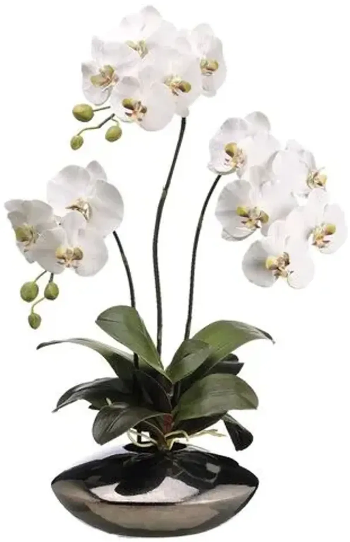 31" Phalaenopsis Arrangement - White