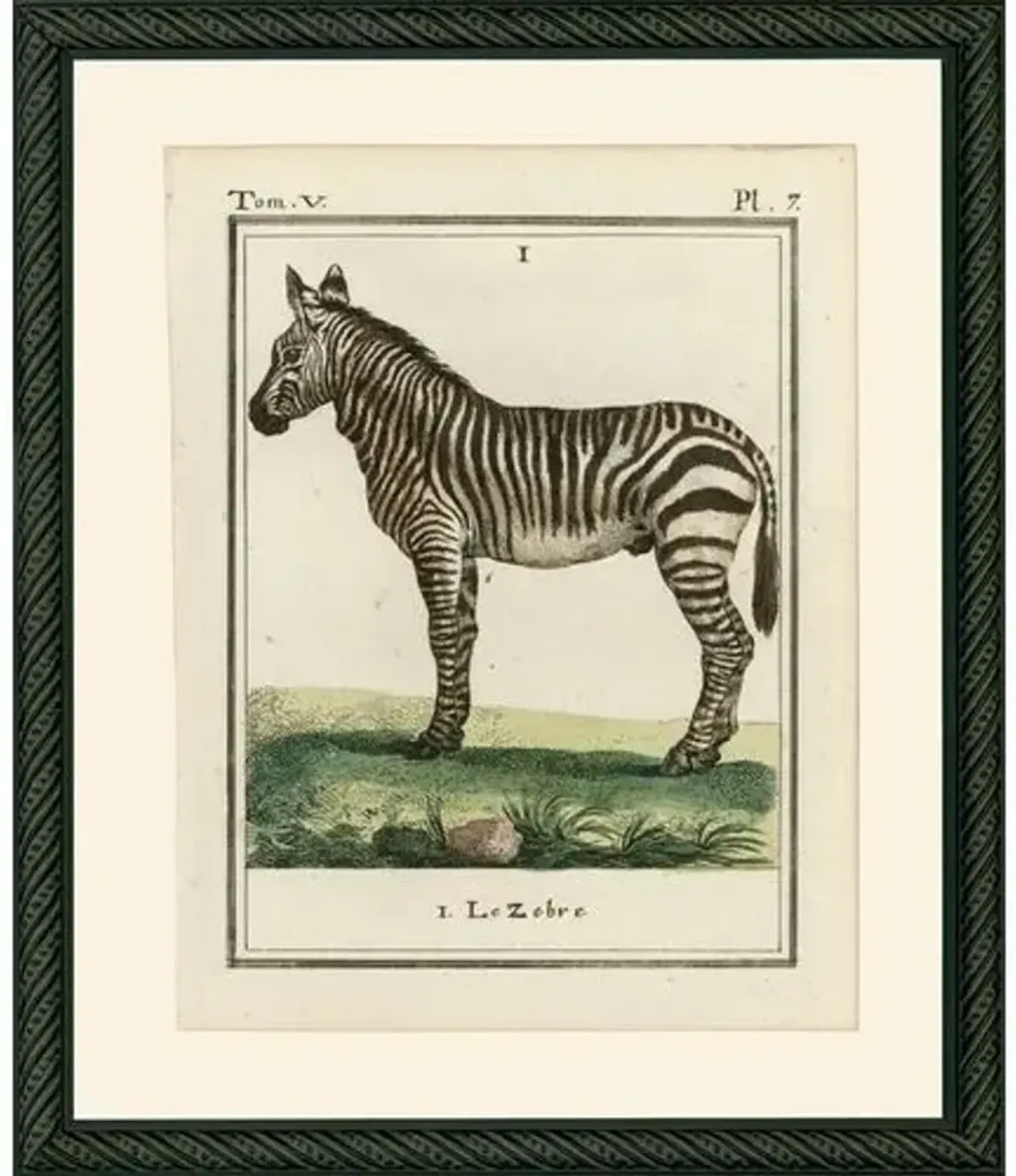 Zebra - 1786 - Beige