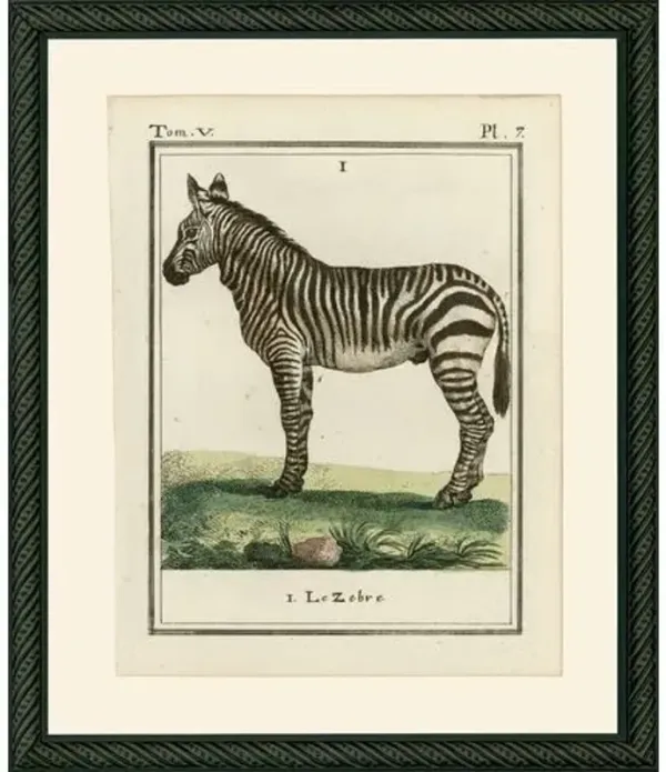 Zebra - 1786 - Beige
