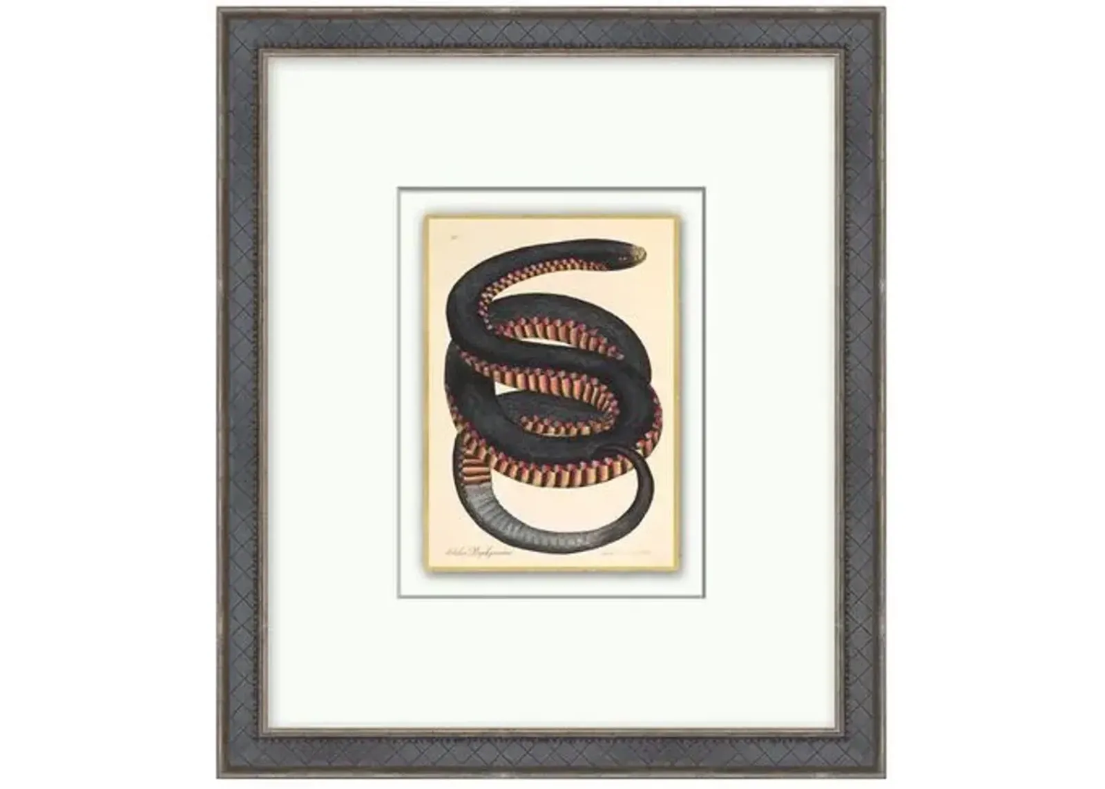 Crimson Sided Snake - Gold Leaf - Black