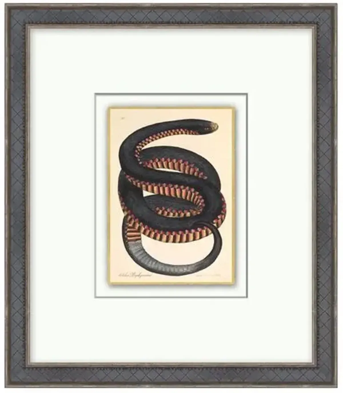 Crimson Sided Snake - Gold Leaf - Black