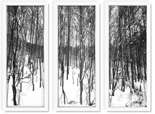 Pascal Shirley - Winter Forest I Triptych Photograph - Gray
