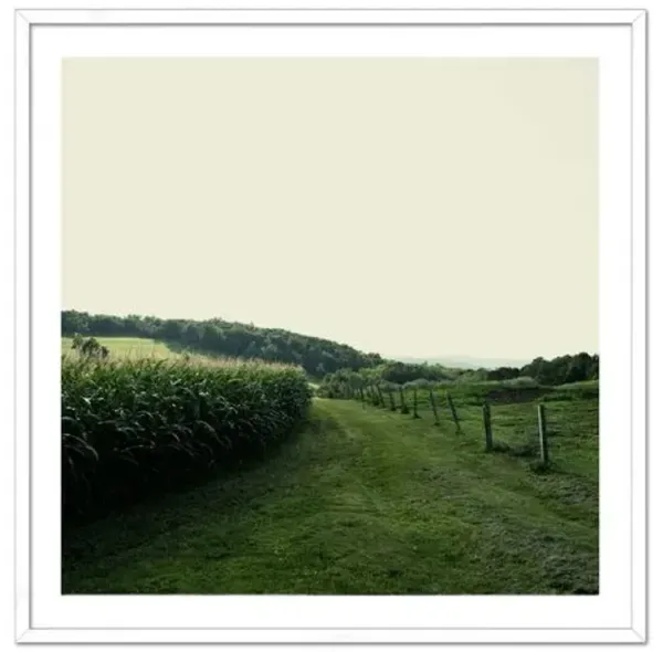 Christine Flynn - Cornfield Photograph - Green
