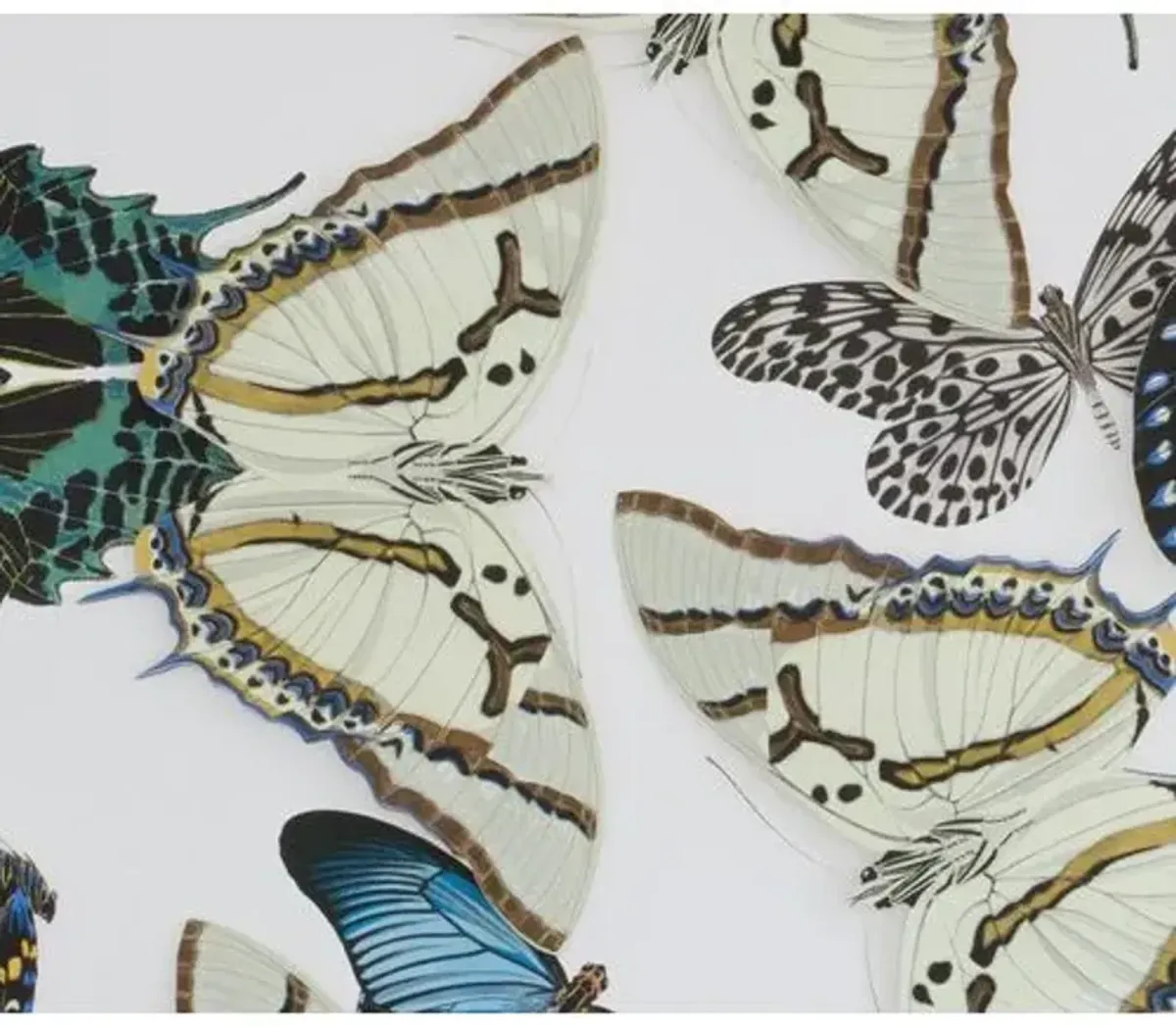 Dawn Wolfe - Moths & Butterflies: Blue/Green - Dawn Wolfe Design