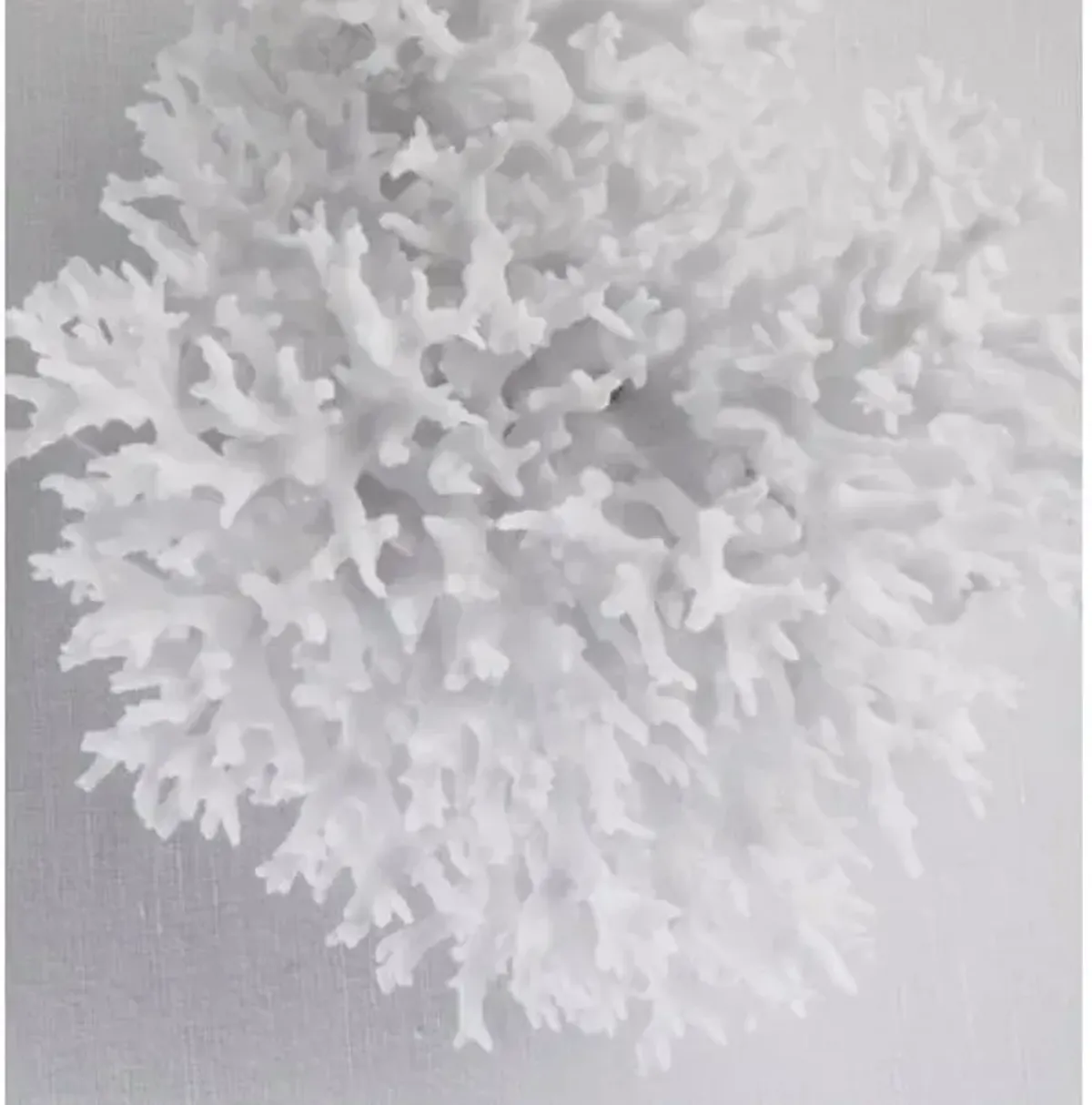 Dawn Wolfe - White Coral - Dawn Wolfe Design