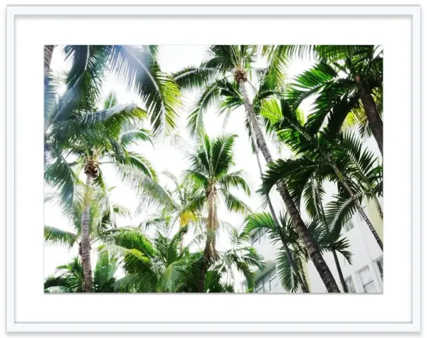 Natalie Obradovich, Miami Palms Photograph