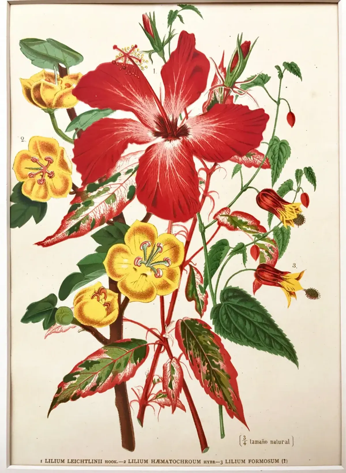 Tropical Lily Botanical - 1896 - Antiquarian Art Company - red