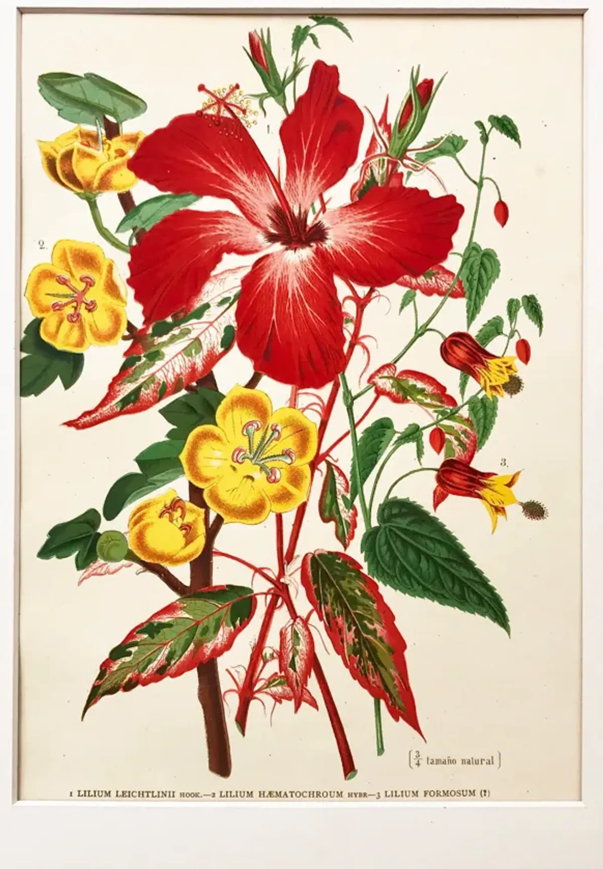 Tropical Lily Botanical - 1896 - Antiquarian Art Company - red