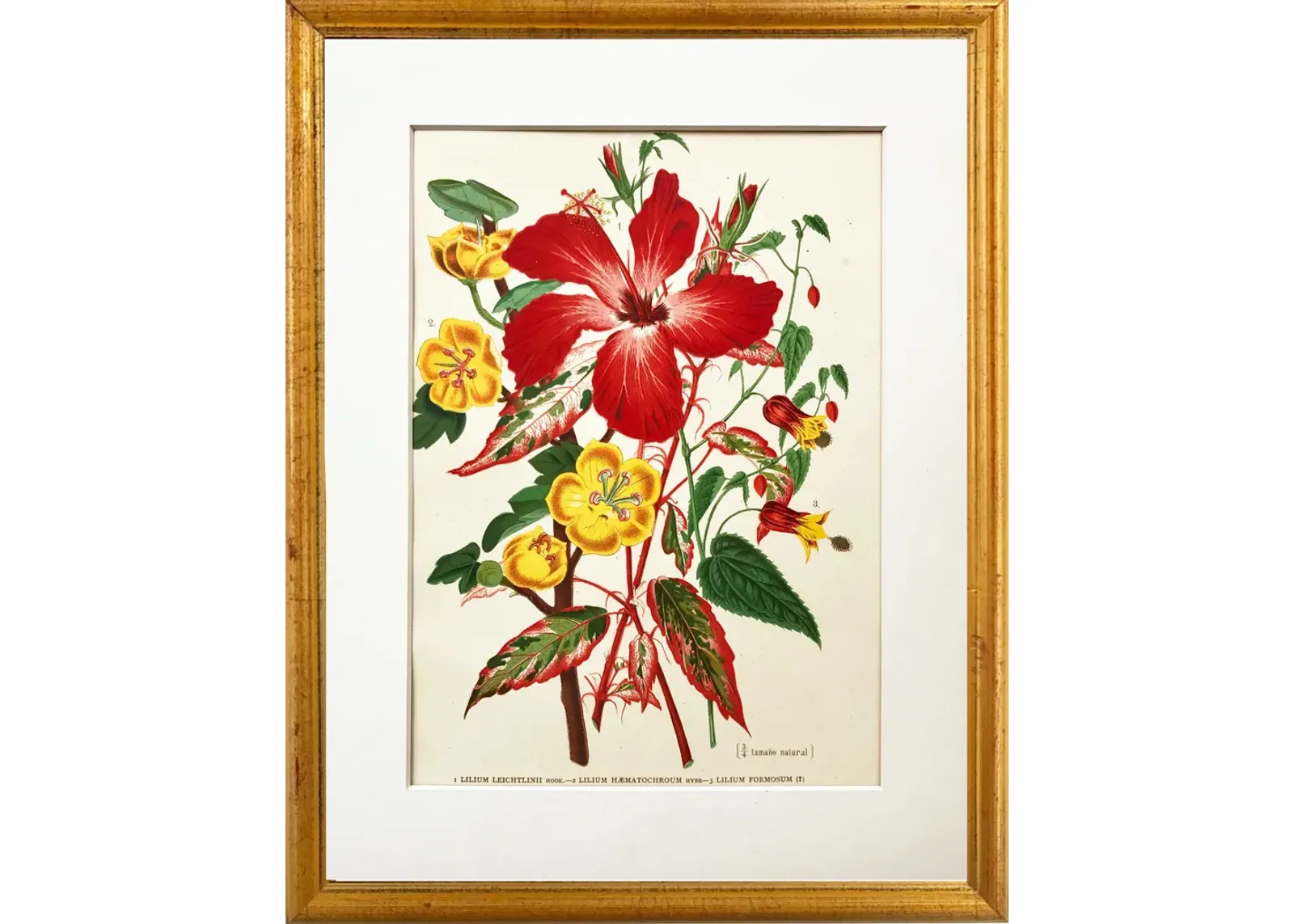 Tropical Lily Botanical - 1896 - Antiquarian Art Company - red