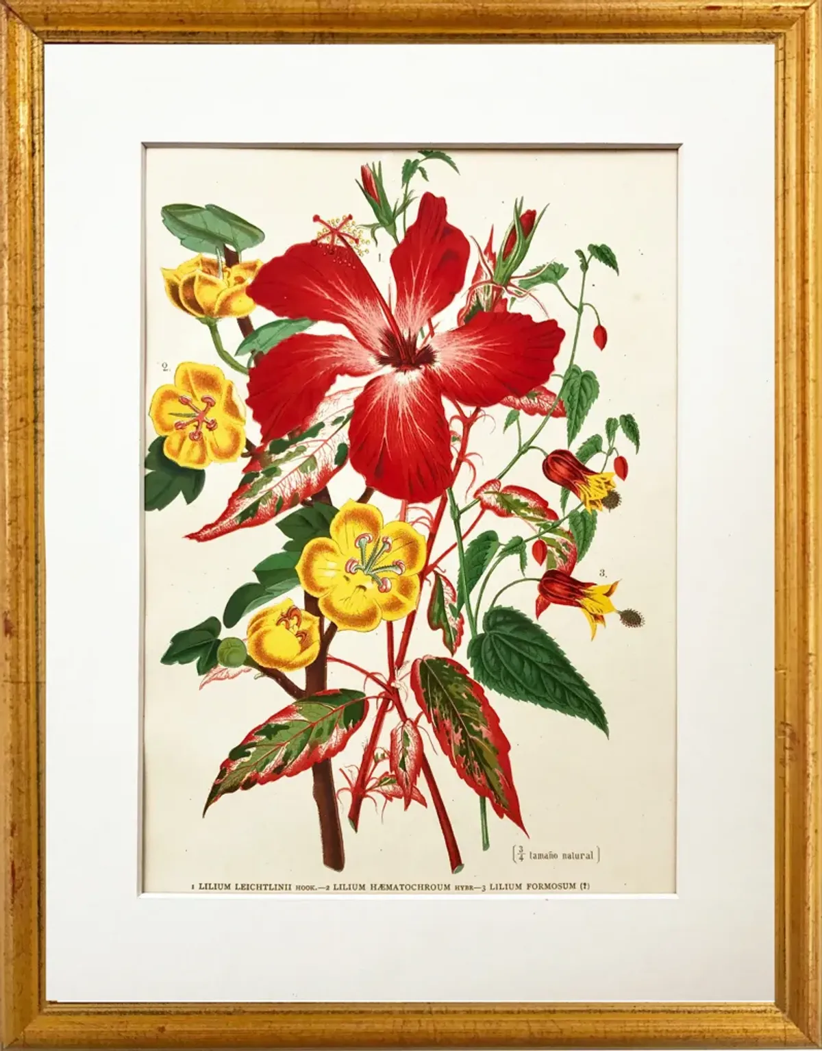 Tropical Lily Botanical - 1896 - Antiquarian Art Company - red