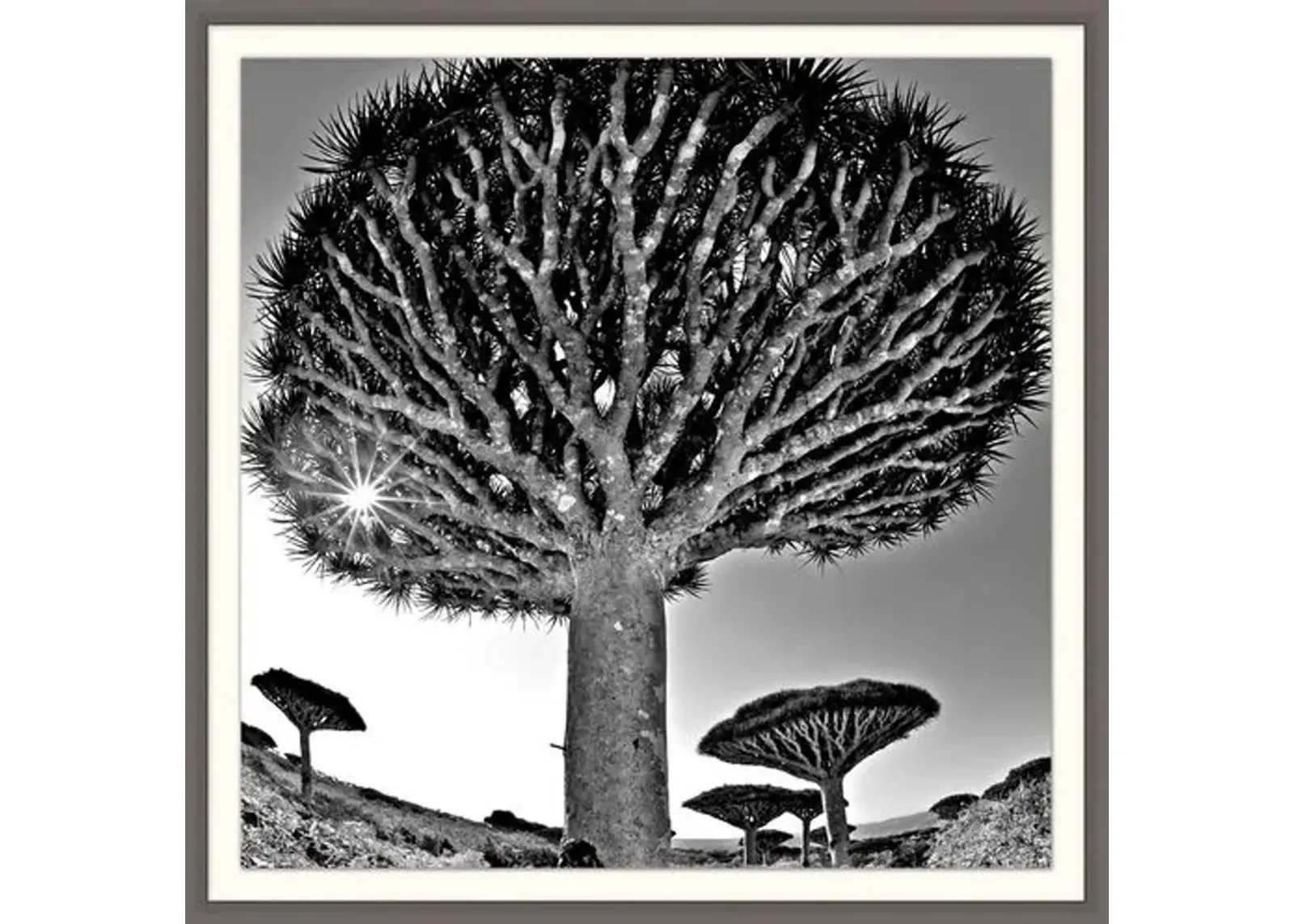 Lillian August - Desert Tree - Gray