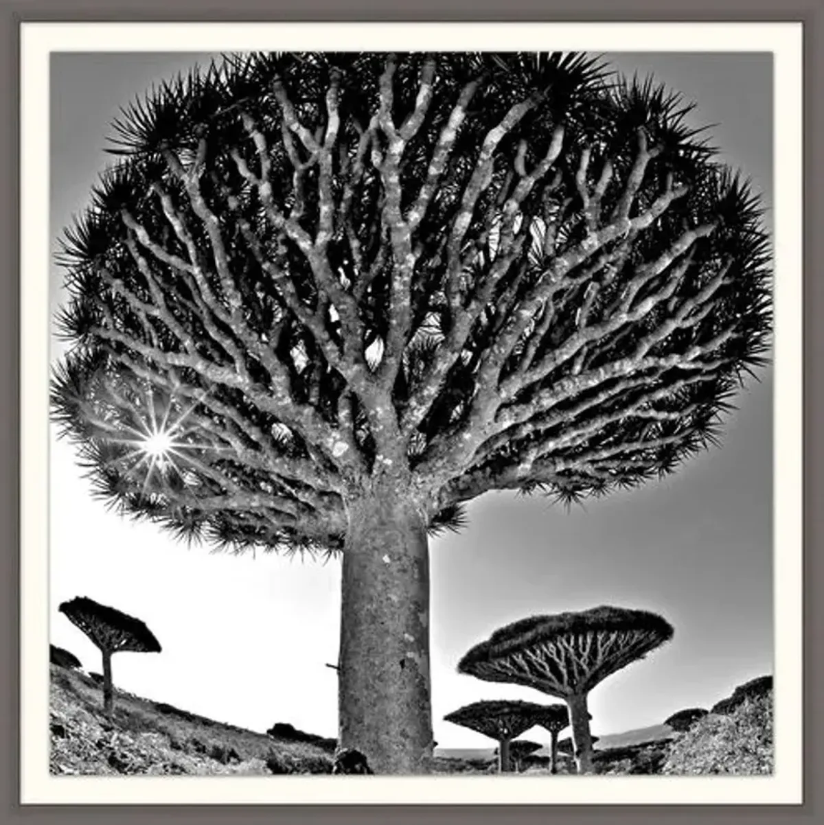 Lillian August - Desert Tree - Gray