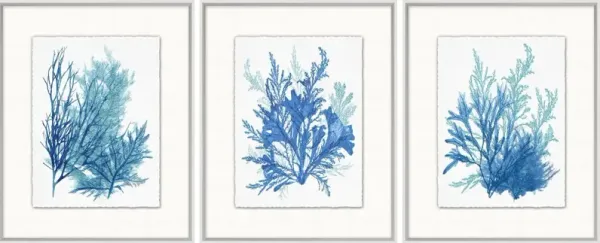 Lillian August, Azure Ocean Herbarium 7-9