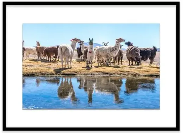 Richard Silver - Llamas by the Pond - Uyuni Photograph - Blue