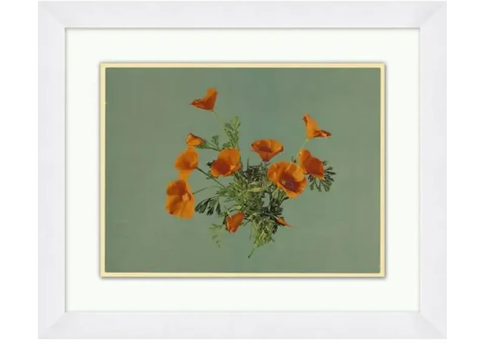 California Poppies - Green