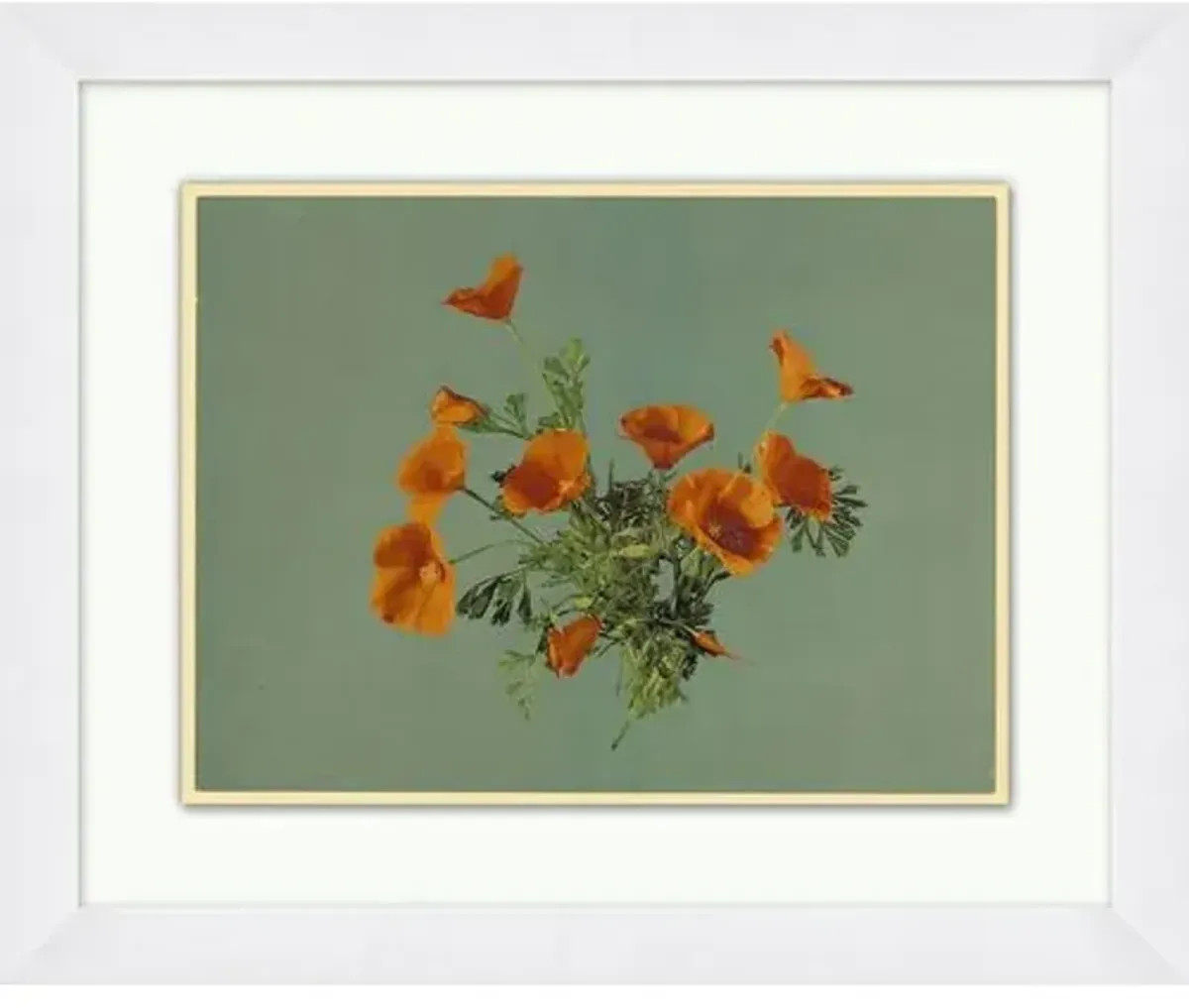 California Poppies - Green