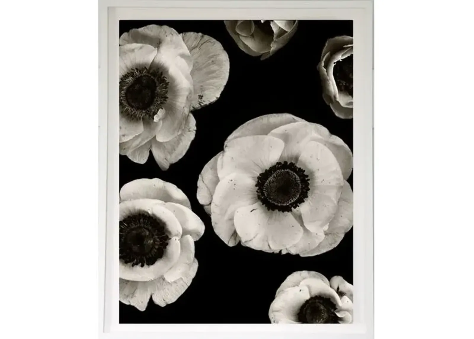 Dawn Wolfe - Anemones on Black - Dawn Wolfe Design