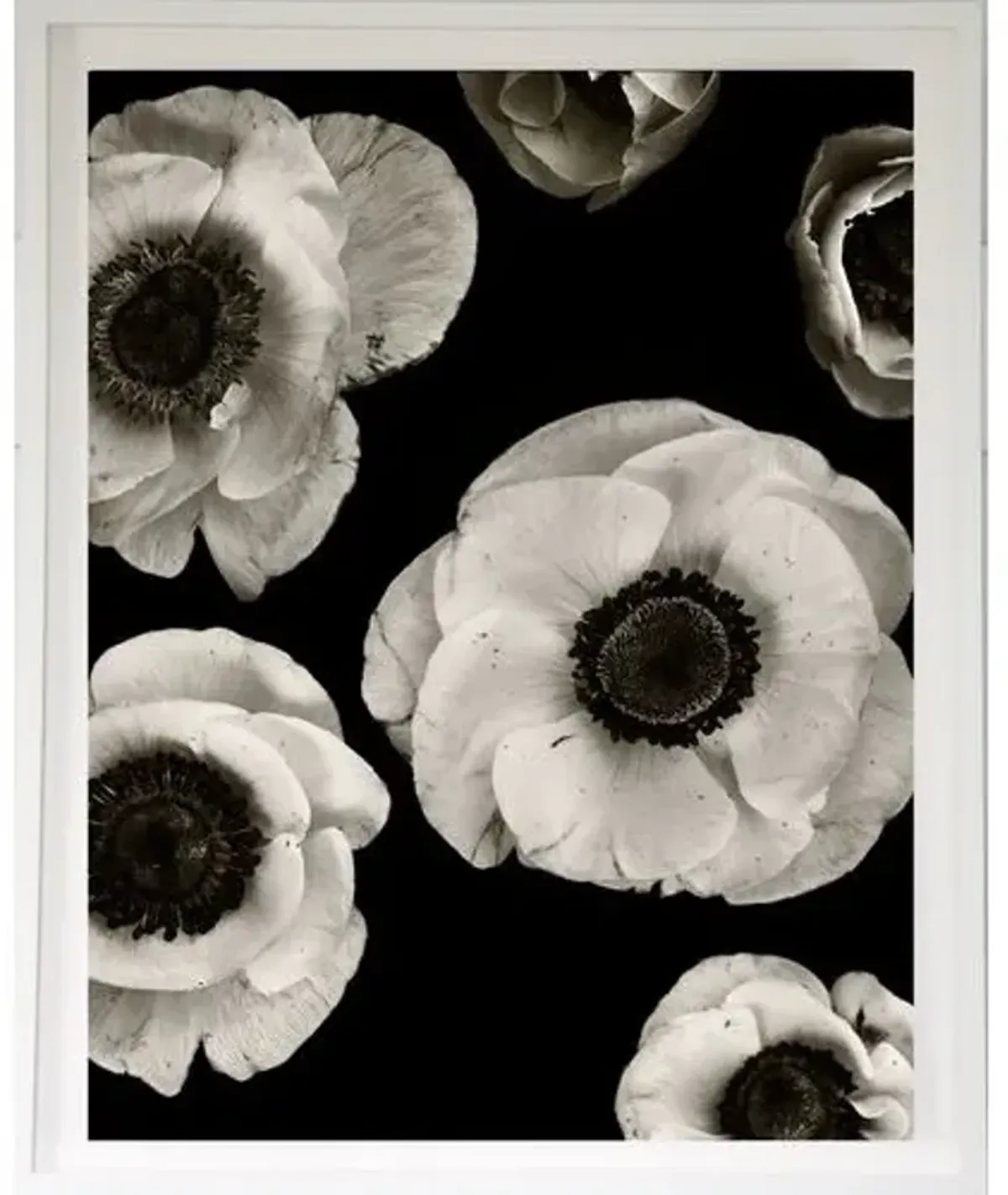 Dawn Wolfe - Anemones on Black - Dawn Wolfe Design